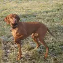 Kurzhaariger Ungarische Vorstehhund