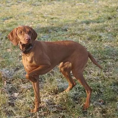 Kurzhaariger Ungarische Vorstehhund – Hunderasse