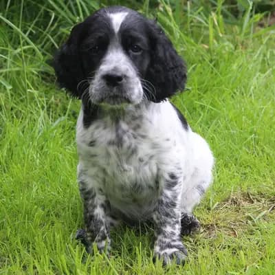 Wunderschöne English setter Welpen mit Stammbaum – English Setter Welpe, Sachsen, Aufgezogen von Gordon Setter und englische Setter aus Sachsen 