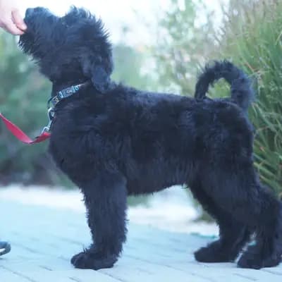 Galerie-Bild von Schwarzer russischer Terrier Welpen - Astra Fidelis FCI in Woiwodschaft Karpatenvorland, mit Eindrücken unserer Russischer Schwarzer Terrier-Zucht.