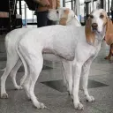 Porcelaine
