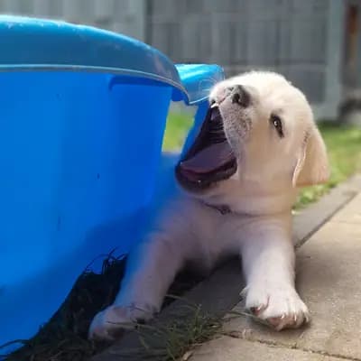 Wölkchen - Labrador Retriever Welpe in Schleswig-Holstein
