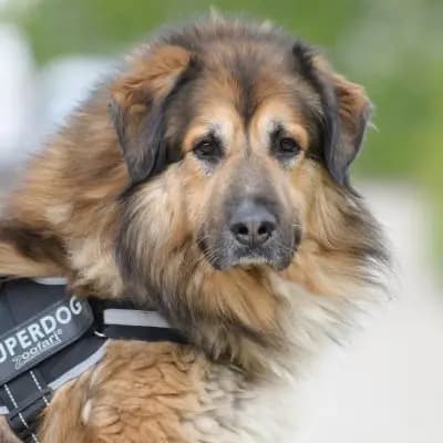 Foto von Pascha, einem geretteten Kaukasischer Schäferhund in Berlin.