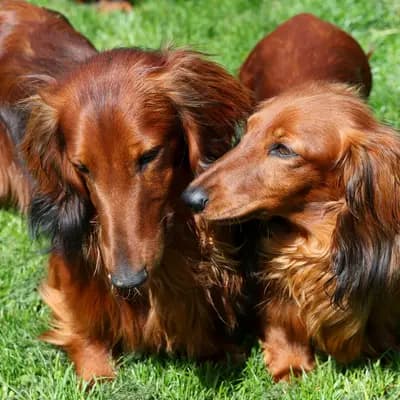 Bild aus Zucht - Camnika Art, Pilsen, CZ in Plzeňský kraj, wo unsere Dackel-Hunde in einer liebevollen Umgebung aufwachsen.