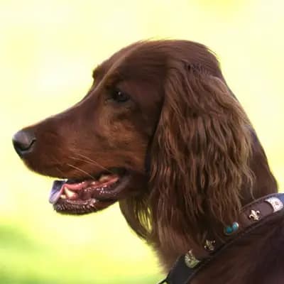 Galerie-Bild von of the maroon fellows in Bayern, mit Eindrücken unserer Irish Red Setter-Zucht.