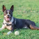 Boston Terrier