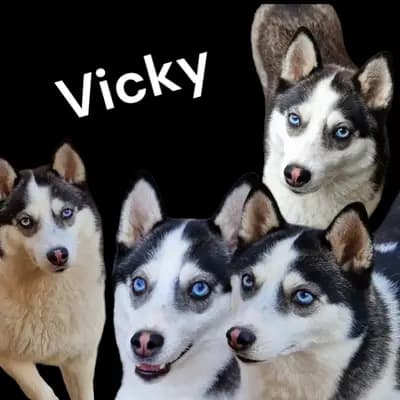 Galerie-Bild von Mystic Falls Pomsky Minihuskys  in Bayern, mit Eindrücken unserer Pomsky-Zucht.