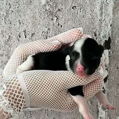 Carlina – Chinese Crested Dog Welpe, Hessen, Aufgezogen von Like Ice in the Sunshine