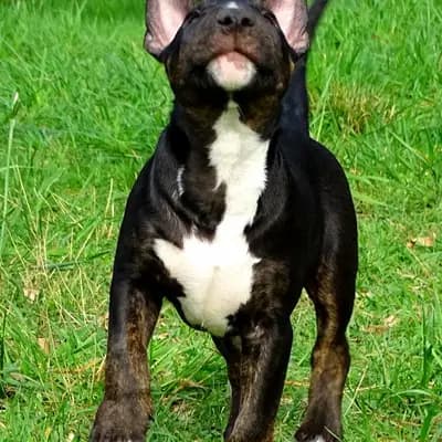 Emil – Miniature Bullterrier Welpe, Niedersachsen, Grootgebracht door Kawaakari