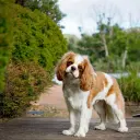 King Charles Spaniel