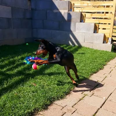 Bild aus Old Lime's Kennel  in Thüringen, wo unsere Manchester Terrier-Hunde in einer liebevollen Umgebung aufwachsen.