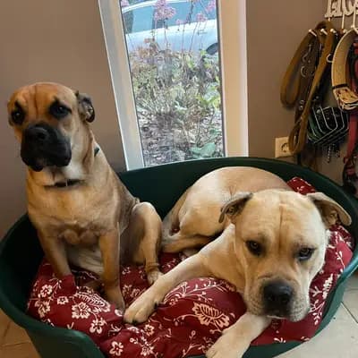 Galerie-Bild von Spanisch Companion  in Brandenburg, mit Eindrücken unserer Perro Dogo Mallorquin (Mallorca-Dogge)-Zucht.