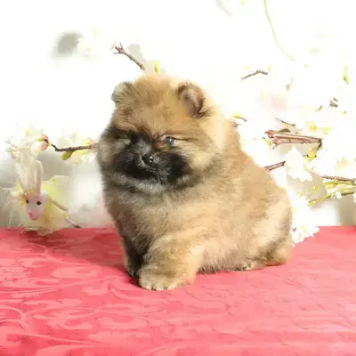 Süßer Pomeranian (Deutscher Zwergspitz) Welpe zu verkaufen - Russkiy Toy (Russischer Toy) Welpe in Niedersachsen
