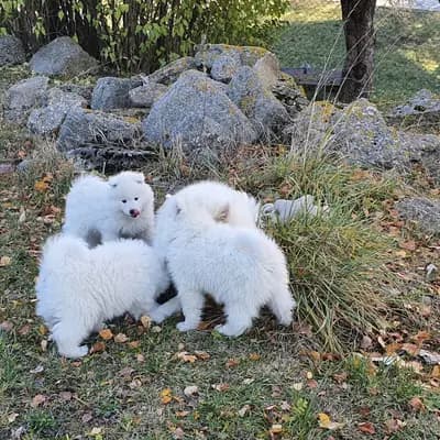 Bild aus Heavens Hayfield in Niederösterreich, wo unsere Samojede-Hunde in einer liebevollen Umgebung aufwachsen.