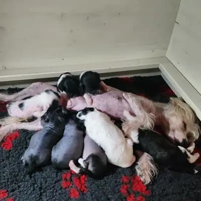 Bild aus Luch's Black Guardian  in Brandenburg, wo unsere Russischer Schwarzer Terrier-Hunde in einer liebevollen Umgebung aufwachsen.
