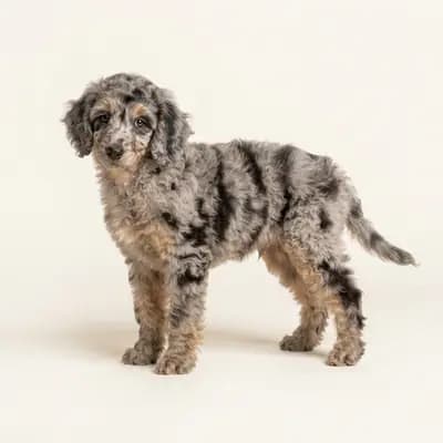 中型贵宾犬 Welpe in 大理石色（Merle）
