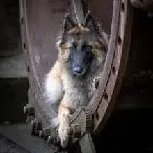 vom Wanner Mond cover