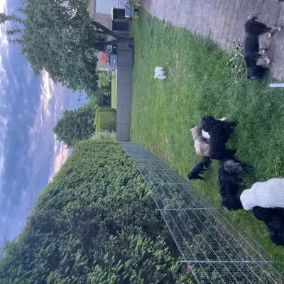 Bild aus Maltiboo vom Niederrhein  in Nordrhein-Westfalen, wo unsere Malteser-Hunde in einer liebevollen Umgebung aufwachsen.