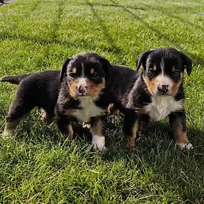 Entlebucher Appenzeller Sennenhund Welpen Wurfankündigung - Entlebucher Sennenhund Welpe in Nordrhein-Westfalen