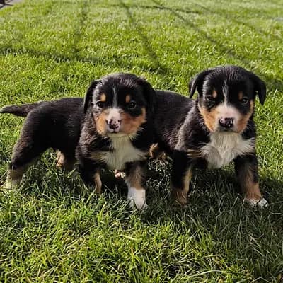 Entlebucher Appenzeller Sennenhund Welpen ( Swissydog ) – Entlebucher Sennenhund Welpe, Nordrhein-Westfalen, Aufgezogen von Dieters Hundezucht 
