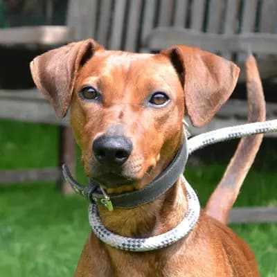 Foto von Murphy, einem geretteten Deutscher Pinscher in Hamburg.
