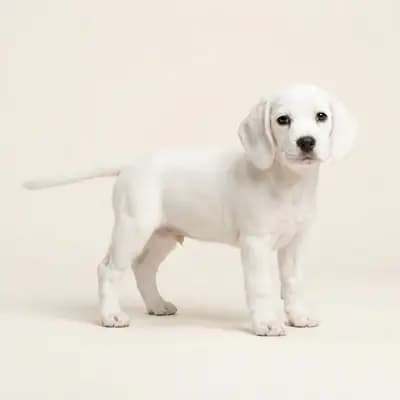 小猎犬 Welpe in 白色