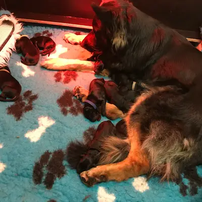 Bild aus Zuchtstätte Dt. Schäferhunde "of Wolfcubs" in Saarland, wo unsere Deutscher Schäferhund-Hunde in einer liebevollen Umgebung aufwachsen.