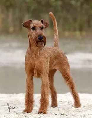 Foto von Cú Chulainn's Ivy, einem Irish Terrier-Elternhund in .