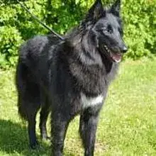 von canis lupus pallipes cover