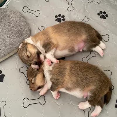 Bild aus Luxiole in Baden-Württemberg, wo unsere Shetland Sheepdog-Hunde in einer liebevollen Umgebung aufwachsen.