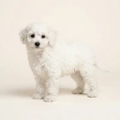 Toy Poodle Welpe in Beyaz