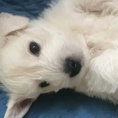 of Highland Pearl cover