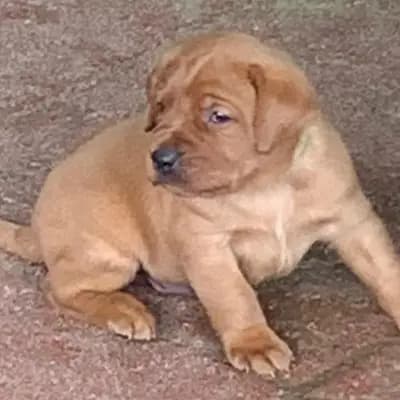 Mia - Labrador Retriever Welpe in Nordrhein-Westfalen