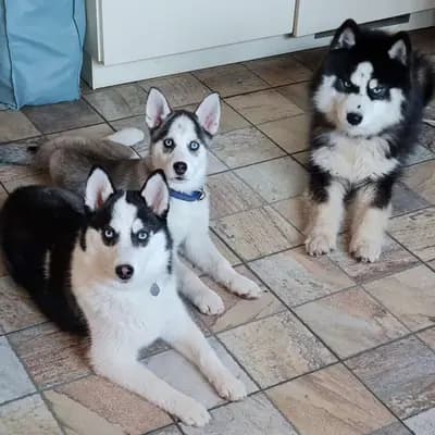 Galerie-Bild von Mystic Falls Pomsky Minihuskys  in Bayern, mit Eindrücken unserer Pomsky-Zucht.
