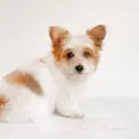Malchi (Malteser x Chihuahua)