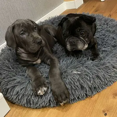 Galerie-Bild von Saupackerwelpen in Mecklenburg-Vorpommern, mit Eindrücken unserer Cane Corso Italiano-Zucht.