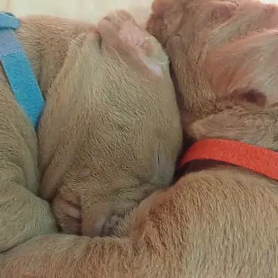 Bild aus Weimaraner aus der Holzgasse in Niederösterreich, wo unsere Weimaraner-Hunde in einer liebevollen Umgebung aufwachsen.