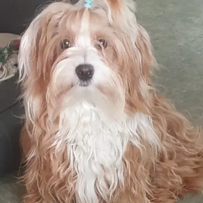 Cooper