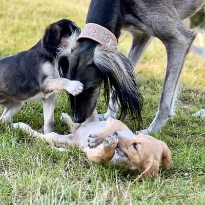 Bild aus Del'Neshin in Nordrhein-Westfalen, wo unsere Saluki-Hunde in einer liebevollen Umgebung aufwachsen.