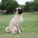 Pug
