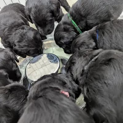 Bild aus ChocoDoodle in Niedersachsen, wo unsere Labradoodle (Labrador x Pudel)-Hunde in einer liebevollen Umgebung aufwachsen.