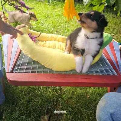 Dane - Collie (Langhaar) Welpe in Bayern