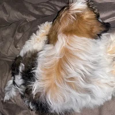 Bild aus lovly little dog in Hessen, wo unsere Havaneser-Hunde in einer liebevollen Umgebung aufwachsen.
