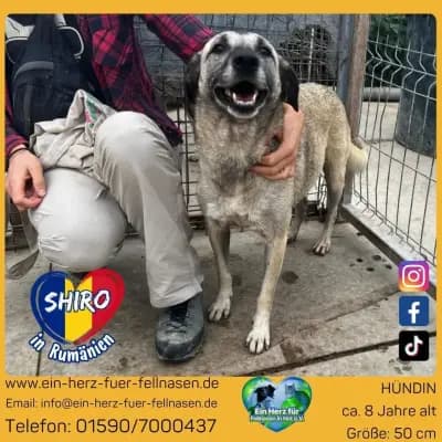 Shiro