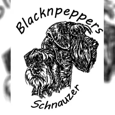BLACKNPEPPERS cover