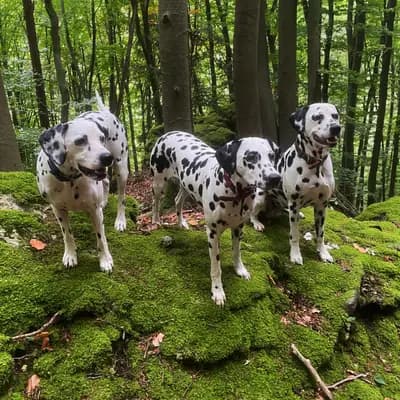 Karl – Dalmatiner Welpe, Bayern, Aufgezogen von Applecreek 