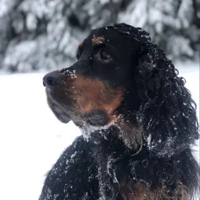 Galerie-Bild von Black Devil´s in Bayern, mit Eindrücken unserer Gordon Setter-Zucht.