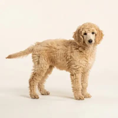 Storpuddel Welpe in Fawn