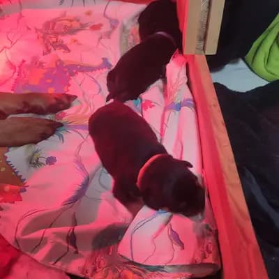 Bild aus Rottweiler von der Strahlenburg  in Baden-Württemberg, wo unsere Rottweiler-Hunde in einer liebevollen Umgebung aufwachsen.
