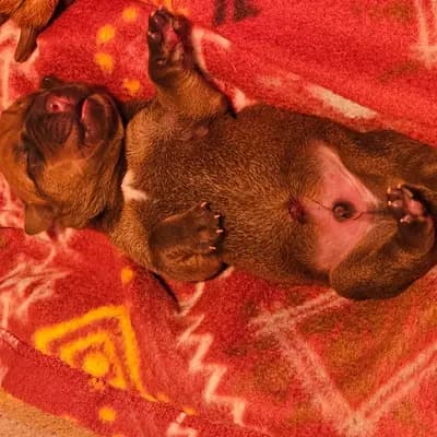 Foto von Welpe, einem Broholmer-Welpe in Sachsen.